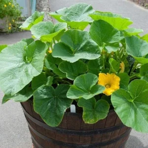 Yellow Squash Live Plant Zucchini Summer 4-6 Inch Tall 4