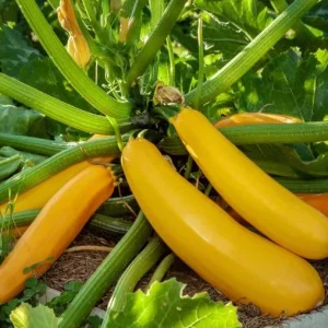Yellow Squash Live Plant Zucchini Summer 4-6 Inch Tall 4" Pot Outdoor Vegetable - Image 1
