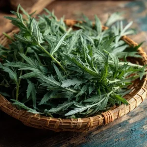 Yomogi Japanese Mugwort Seeds - 30 Heirloom Artemisia princeps Seeds for Herb Garden - Image 3