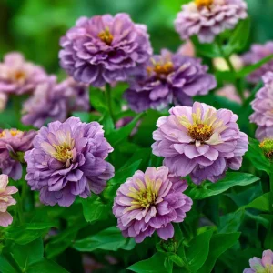 Zinnia Elegans Blueberry Cheesecake Seeds 100 Count - Lavender, Purple & Cream Blooms - Image 2
