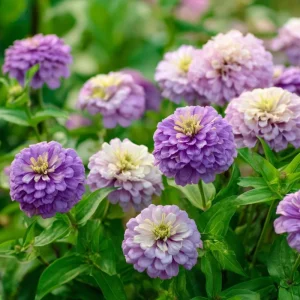 Zinnia Elegans Blueberry Cheesecake Seeds 100 Count - Lavender, Purple & Cream Blooms - Image 4