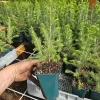 2-PACK Colorado Blue Spruce Live Tree Saplings - 6 inch Pot Evergreen Conifer - Image 1