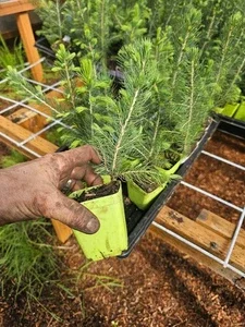 2-Pack Colorado Blue Spruce Tree Saplings, Evergreen Conifer in 3" Pot, Outdoor - Image 1