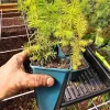 2-Pack Douglas Fir Live Plant Tree – Evergreen Conifer in 6 Inch Pot – Outdoor - Image 1