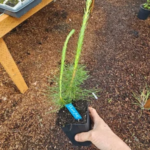 2-Pack Shore Pine Live Tree, Potted Conifer, 6