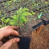 2-Pack Western Hemlock Tree Live Plant – Conifer Evergreen – 3" Pot - Image 1
