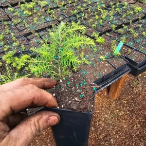 2-Pack Western Hemlock Tree Live Plant – Conifer Evergreen – 3" Pot - Image 1