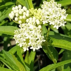 2 White Milkweed Live Plants - Asclepias perennis - Attracts Monarch Butterflies - Image 1