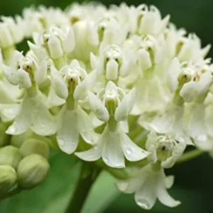 2 White Milkweed Live Plants - Asclepias perennis - Attracts Monarch Butterflies - Image 2