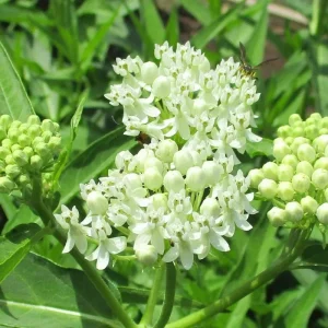 2 White Milkweed Live Plants - Asclepias perennis - Attracts Monarch Butterflies - Image 3