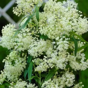 2 White Milkweed Live Plants - Asclepias perennis - Attracts Monarch Butterflies - Image 4