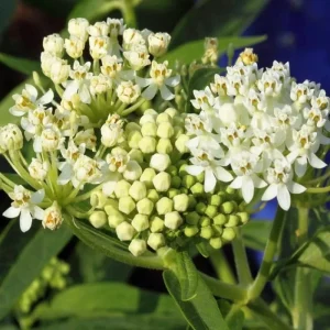 2 White Milkweed Live Plants - Asclepias perennis - Attracts Monarch Butterflies - Image 5
