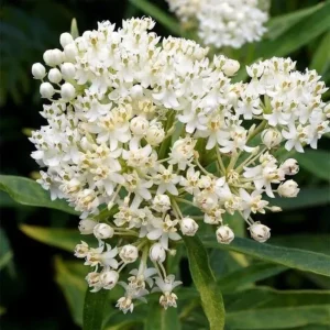 2 White Milkweed Live Plants - Asclepias perennis - Attracts Monarch Butterflies - Image 7