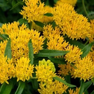 2 Yellow Milkweed Live Plants - 5-9 inch - Monarch Butterfly Host Plant Outdoor - Image 1