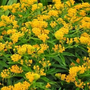 2 Yellow Milkweed Live Plants - 5-9 inch - Monarch Butterfly Host Plant Outdoor - Image 3