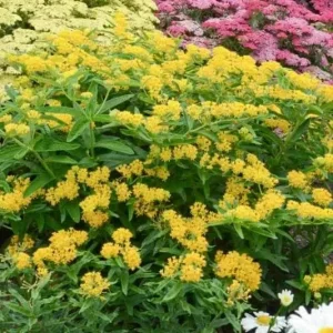 2 Yellow Milkweed Live Plants - 5-9 inch - Monarch Butterfly Host Plant Outdoor - Image 4