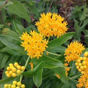 2 Yellow Milkweed Live Plants - 5-9 inch - Monarch Butterfly Host Plant Outdoor - Image 7