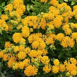2 Yellow Milkweed Live Plants - 5-9 inch - Monarch Butterfly Host Plant Outdoor - Image 8