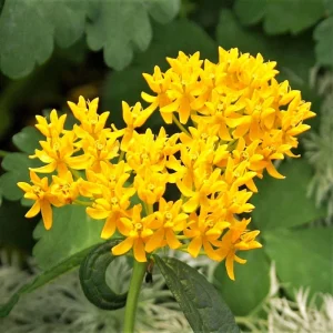 2 Yellow Milkweed Live Plants - Asclepias Tuberosa for Monarch Butterflies, 5-9 in - Image 2