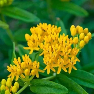 2 Yellow Milkweed Live Plants - Asclepias Tuberosa for Monarch Butterflies, 5-9 in - Image 5