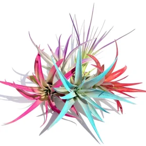 20 Colorful Air Plant Fun Pack - Tillandsia Live Plants Mix, 4-8 inch, Indoor Decor - Image 2