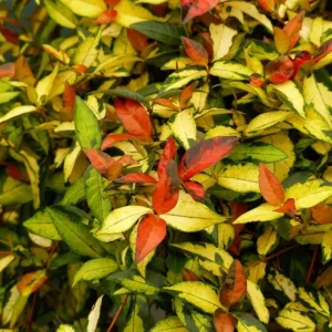 3 Summerset Jasmine Plant Live Hanging Basket - Fragrant Outdoor Climber - Image 4