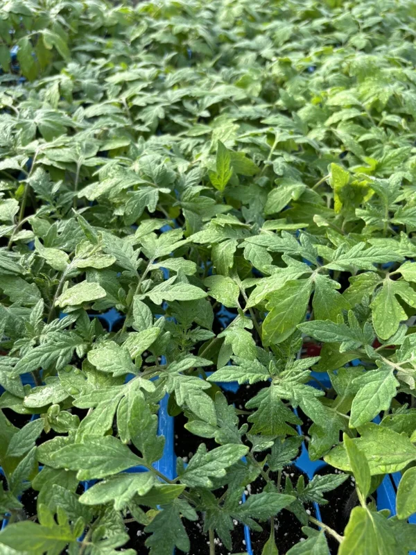 4 Hungarian Giant Tomato Live Plants - 6-10 Inch Tall, Heirloom, Outdoor - Image 1