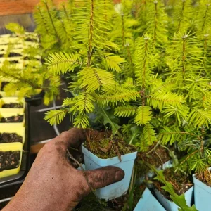 4-Pack Grand Fir Tree Sapling Live Plant - Small Evergreen Conifer in 3" Pot - Image 1