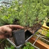4-Pack Noble Fir Tree Sapling Live Evergreen Conifer in 3" Pot - Image 1