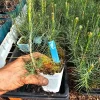 4-Pack Ponderosa Pine Tree Live Plants - 3 inch Pots, Evergreen Conifer - Image 1