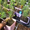 4-Pack Sitka Spruce Tree Live Plant - 3 inch Pot Evergreen Conifer - Image 1