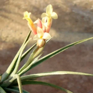 50 Tillandsia Air Plants Mix – Live Plants – 2-5 inches – Indoor/Outdoor - Image 2