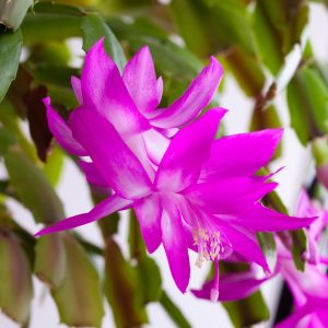 Purple Christmas Cactus Live Plant – 3'' Starter Plant – Unique Blooms – Indoor