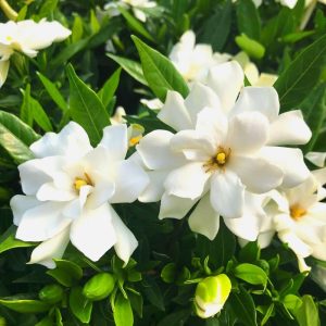 Frostproof Jasmine Gardenia Live Plant – 4 Inch Tall – Fragrant Blooms – Outdoor
