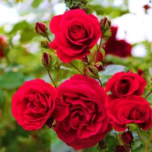 Alternative view of RED Rose Live Plant - Rare Grafted Rose in 4 inch Nursery