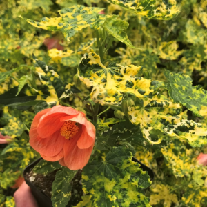 Abutilon Green ApricotVariegated Flowering Plant 4-inch Tall Starter Live Plant