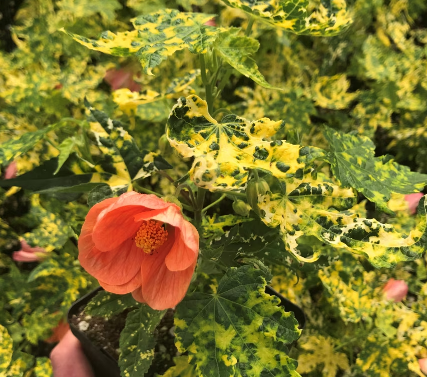 Abutilon Green ApricotVariegated Flowering Plant 4-inch Tall Starter Live Plant