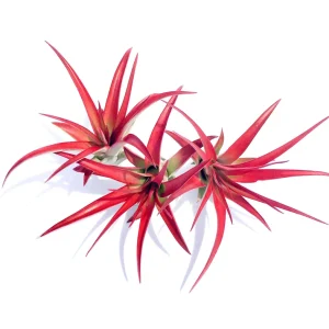 Abdita Air Plant Live Plant - Red Tillandsia Multiflora, Easy Care, 4 Inch Tall - Image 1