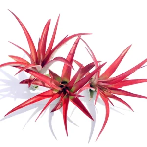 Abdita Air Plant Live Plant - Red Tillandsia Multiflora, Easy Care, 4 Inch Tall - Image 2