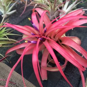 Abdita Air Plant Live Plant - Red Tillandsia Multiflora, Easy Care, 4 Inch Tall - Image 3