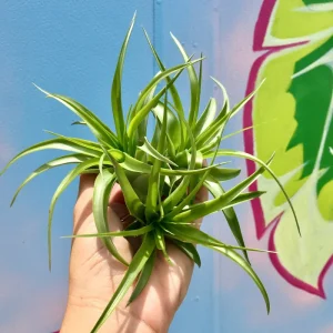 Abdita Air Plant Tillandsia - Live Plant - 2-4 Inch - Easy Care Indoor - Image 2