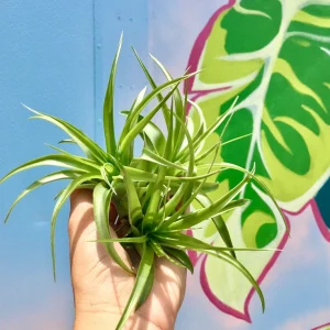 Abdita Air Plant Tillandsia - Live Plant - 2-4 Inch - Easy Care Indoor - Image 1