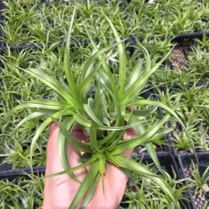 Abdita Air Plant Tillandsia - Live Plant - 2-4 Inch - Easy Care Indoor - Image 3