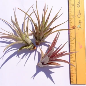 Abdita Air Plant Tillandsia - Live Plant - 2-4 Inch - Easy Care Indoor - Image 4