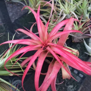 Abdita Air Plant Tillandsia - Live Plant - 2-4 Inch - Easy Care Indoor - Image 5