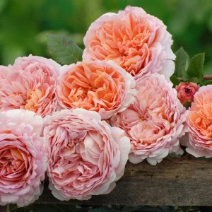 Abraham Darby Rose Live Plant 6 inch – Fragrant English Shrub – Outdoor - Image 4