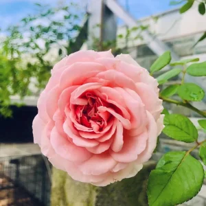 Abraham Darby Rose Live Plant 6 inch – Fragrant English Shrub – Outdoor - Image 5