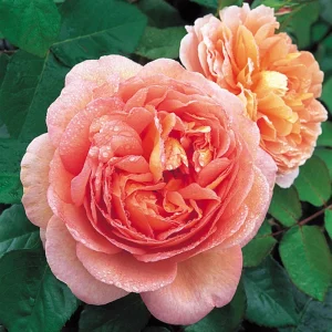 Abraham Darby Rose Live Plant 6 inch – Fragrant English Shrub – Outdoor - Image 1