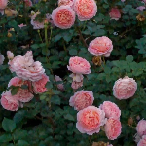 Abraham Darby Rose Live Plant 6 inch – Fragrant English Shrub – Outdoor - Image 6