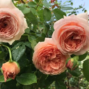 Abraham Darby Rose Live Plant 6 inch – Fragrant English Shrub – Outdoor - Image 7